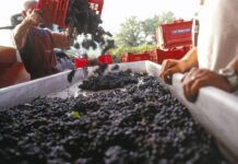 La vendemmia dei “tre dieci”. A Montefalco anticipo, caldo e rese in calo, ma la qualità resta alta