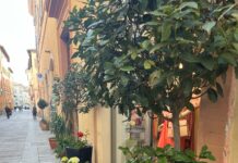 Foligno in Fiore festeggia un anno e lo fa aprendo le porte di palazzo Rossi Trasciatti