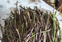 Asparagi a rischio estinzione, i folignati ne colgono troppi: scatta il divieto